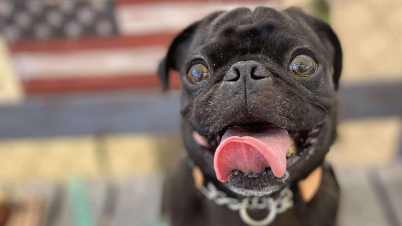 Dustin - Pug