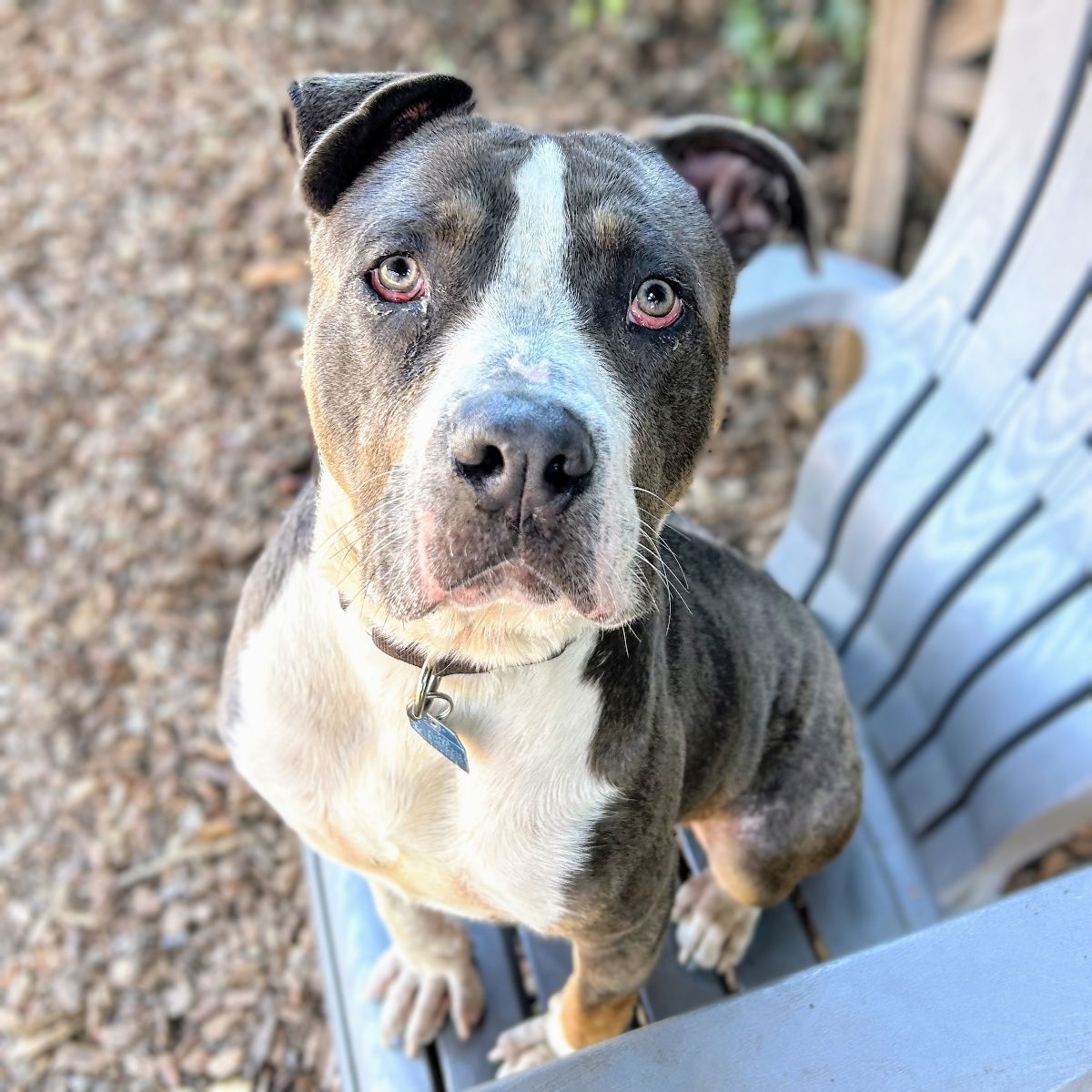 Spinach - Pit Bull Terrier