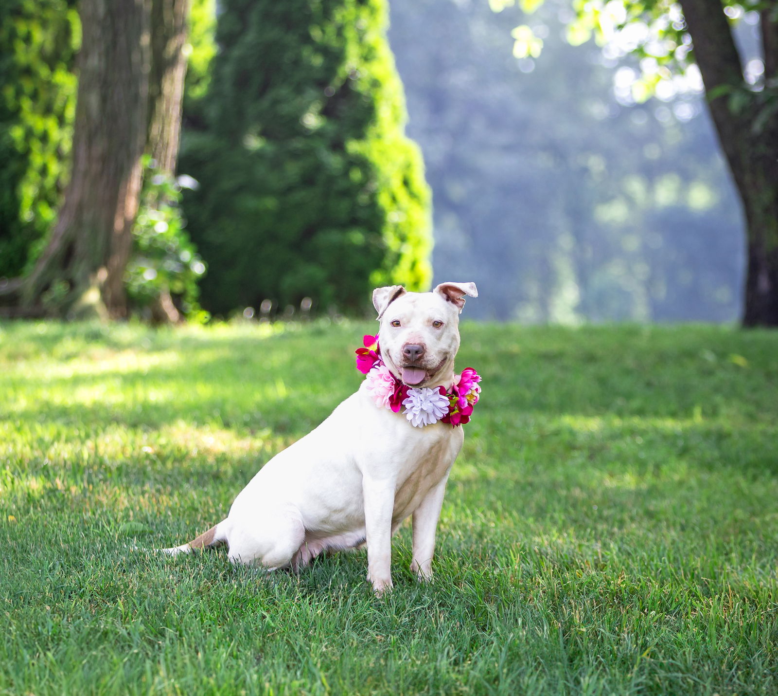 Precious - Terrier