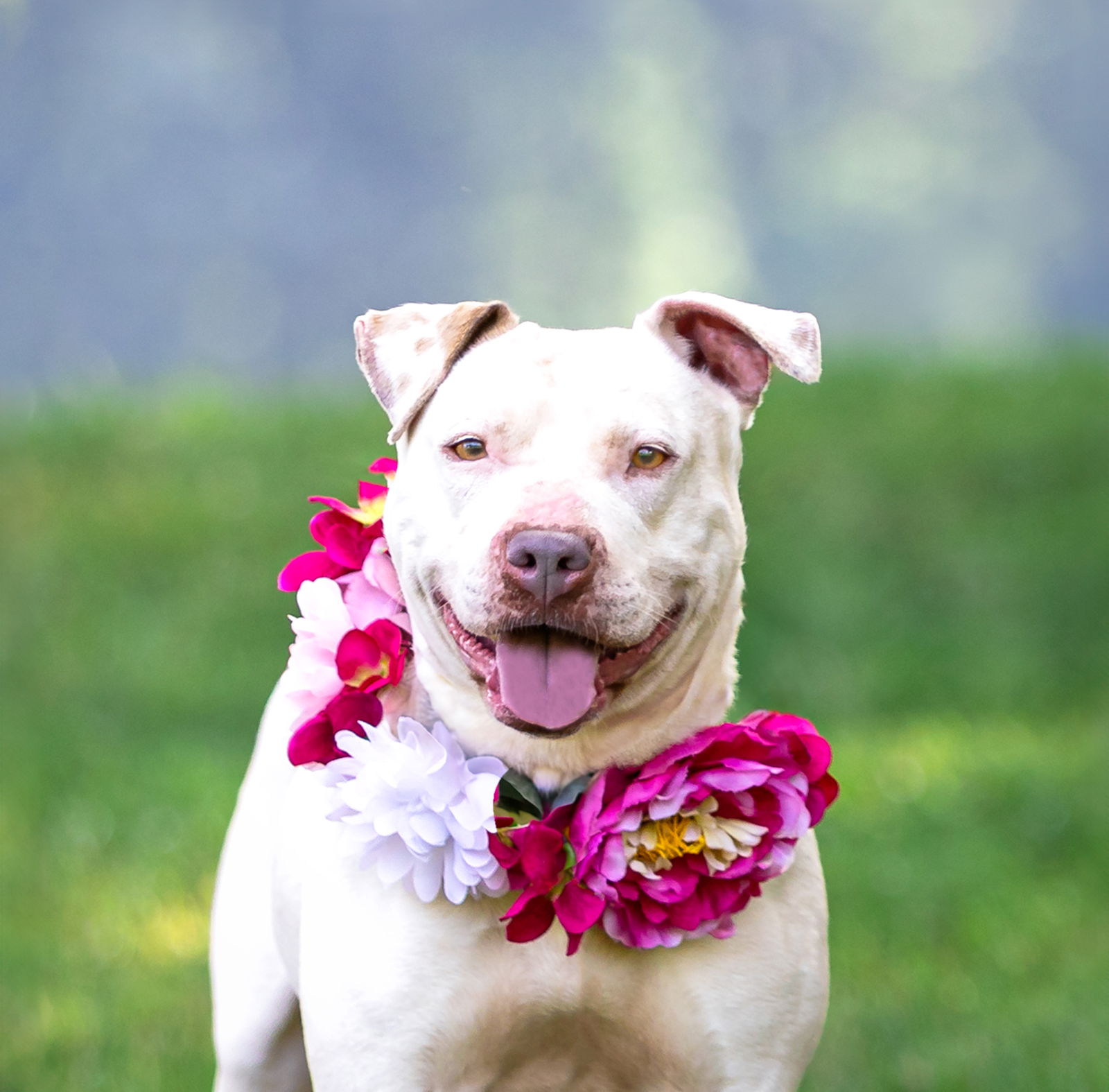 Precious - Terrier