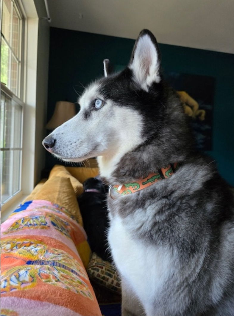Kota - Husky