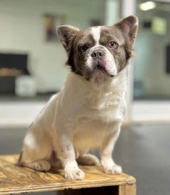 XP Benny - Chester, NJ - French Bulldog
