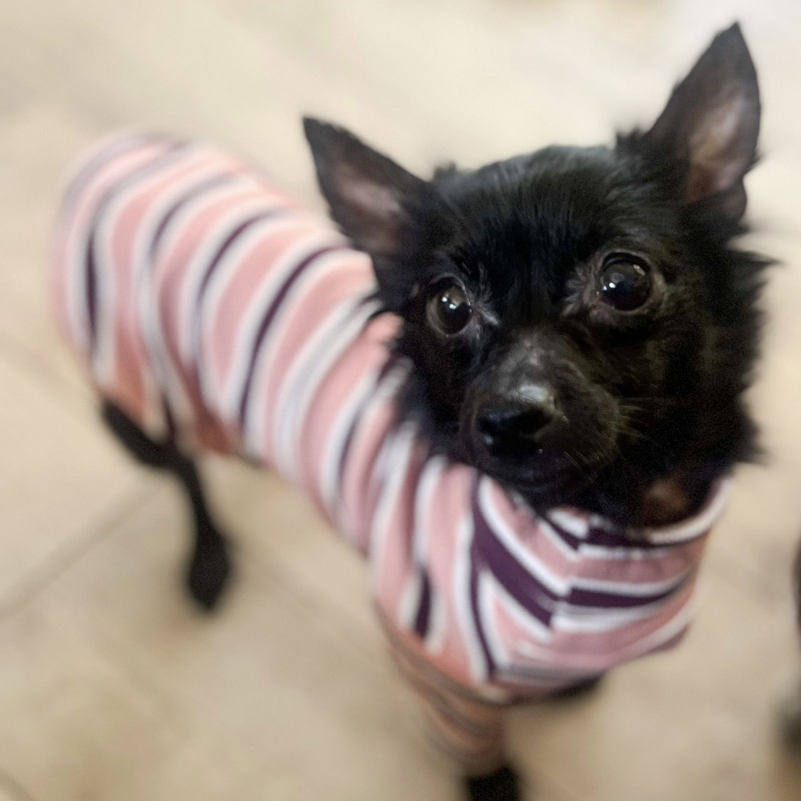 Vela - Chihuahua