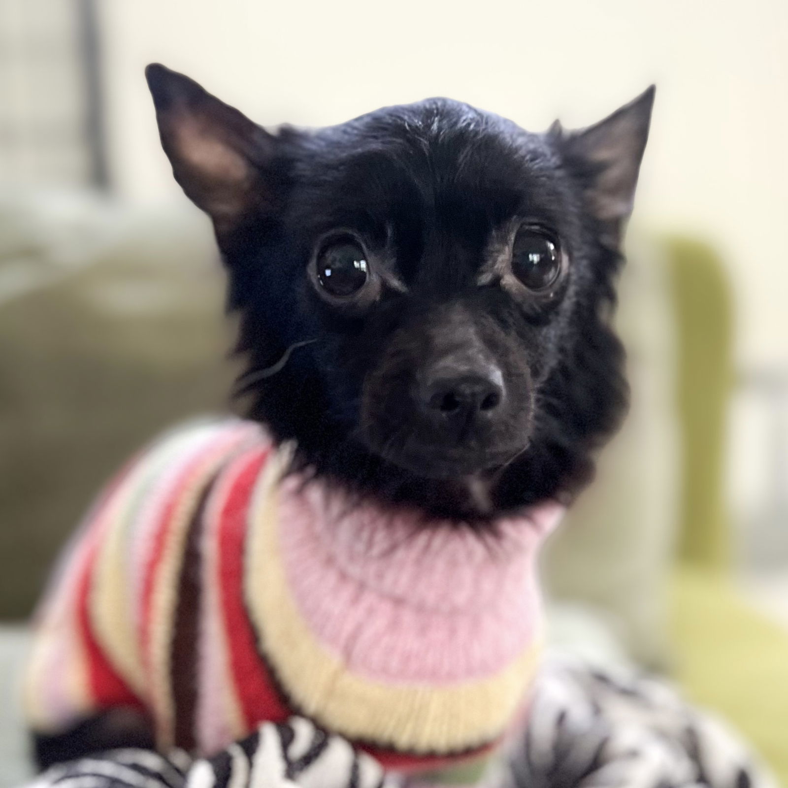 Vela - Chihuahua