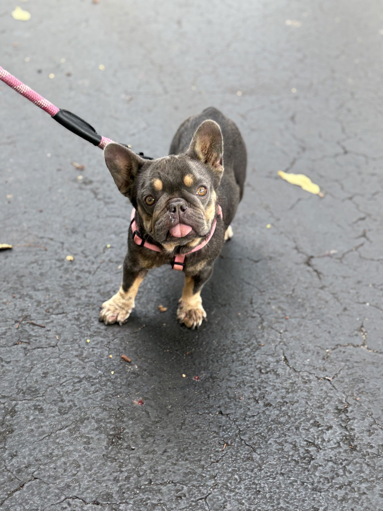 Chiquita - French Bulldog