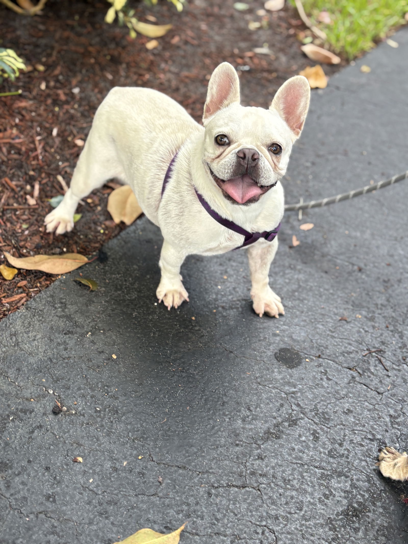 KYLIE - French Bulldog