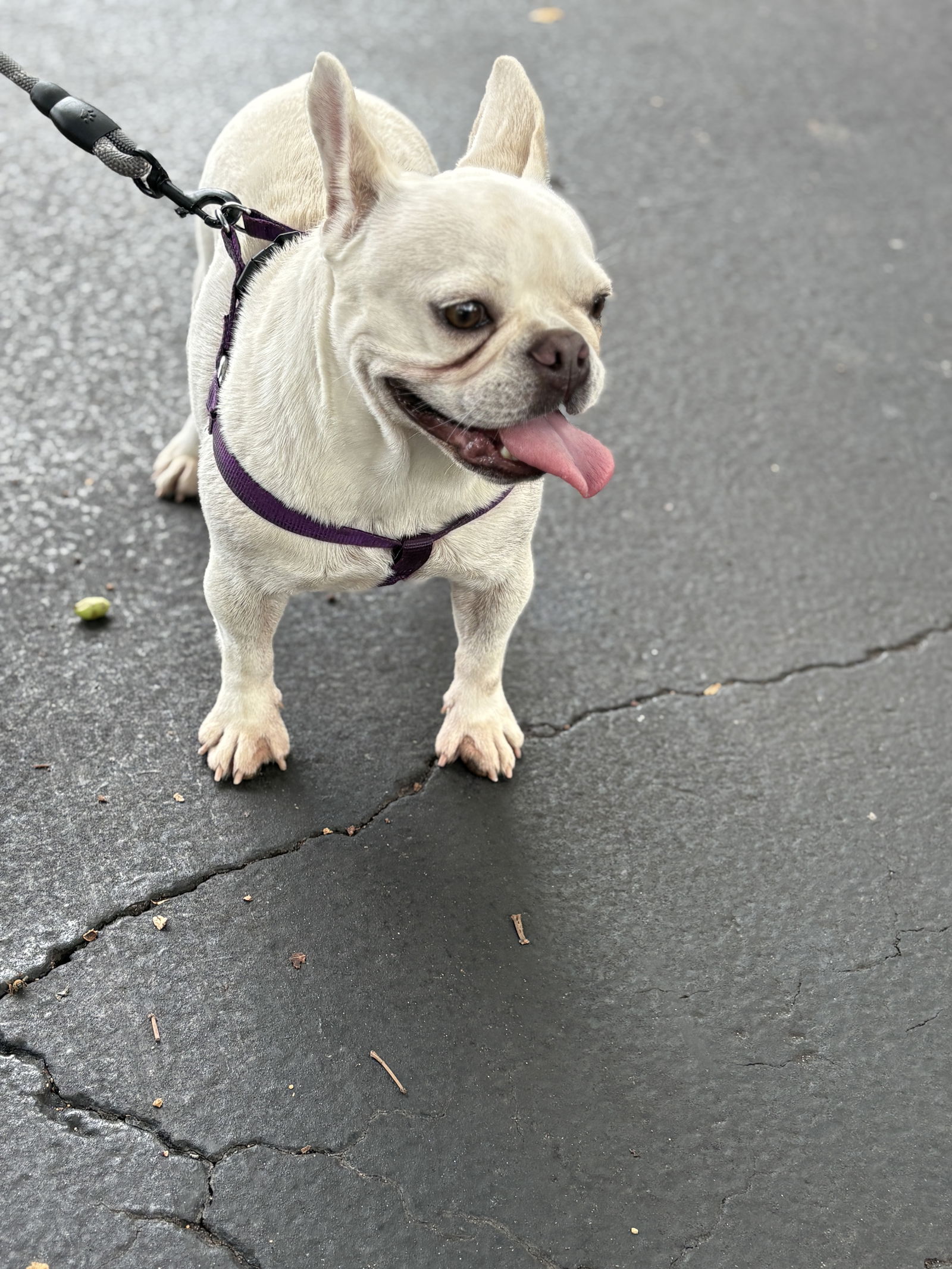 KYLIE - French Bulldog