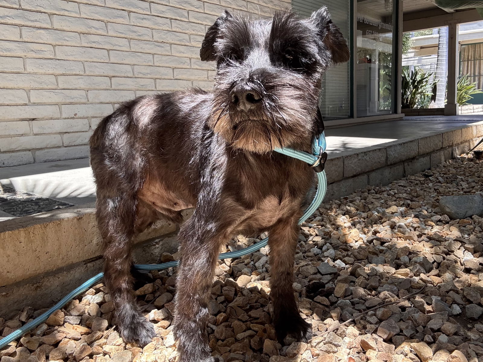 Radar - Schnauzer