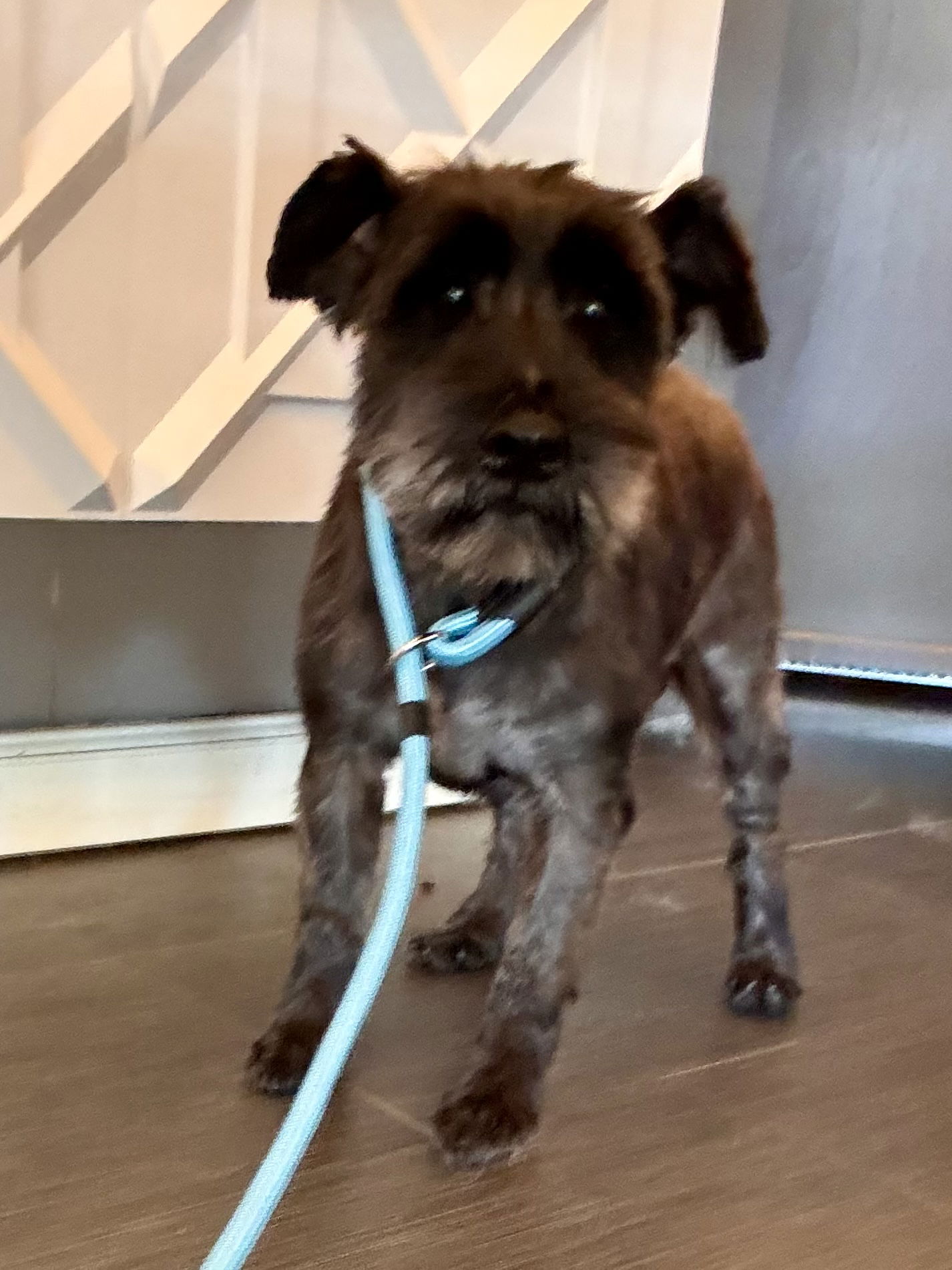 Radar - Schnauzer