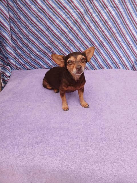 Reda - Chihuahua