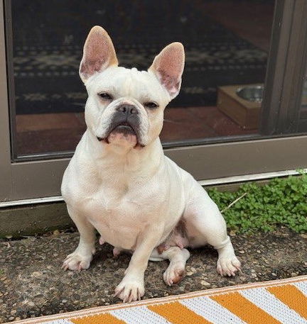 Martha - French Bulldog