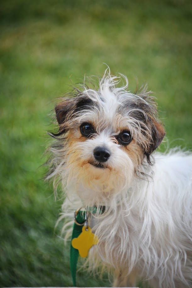 Bee Bop - Yorkshire Terrier Yorkie
