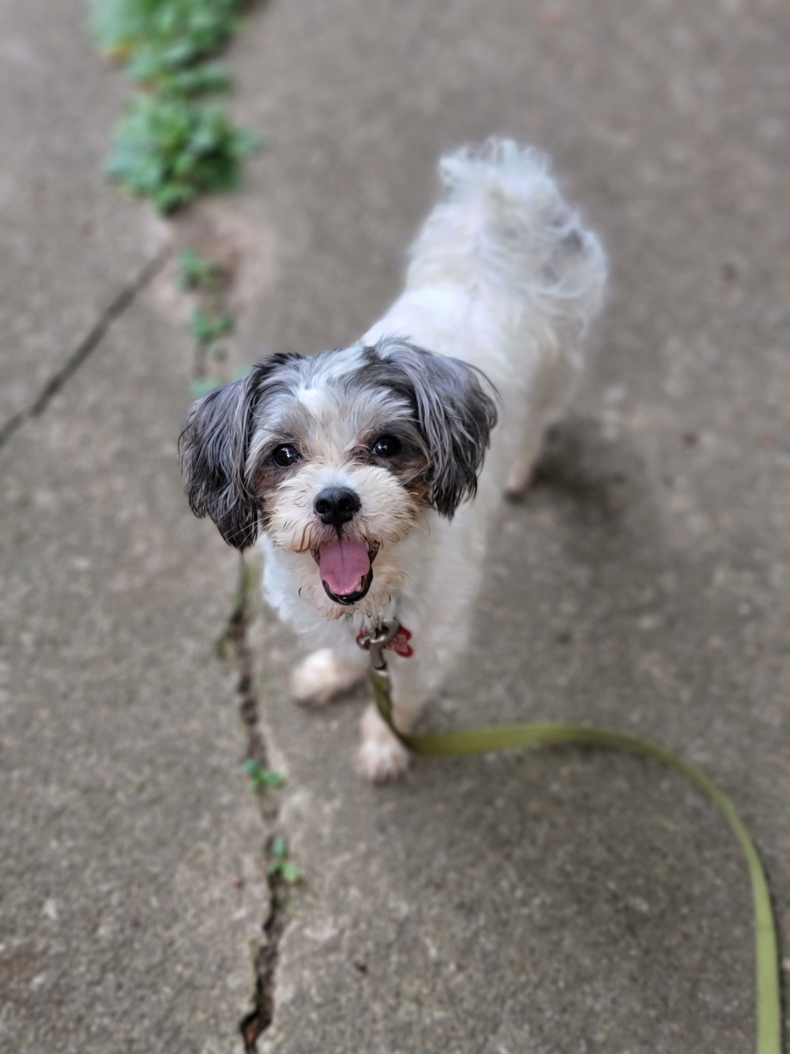 Bixby-The Most Playful Pup On The Planet - Poodle (Toy)