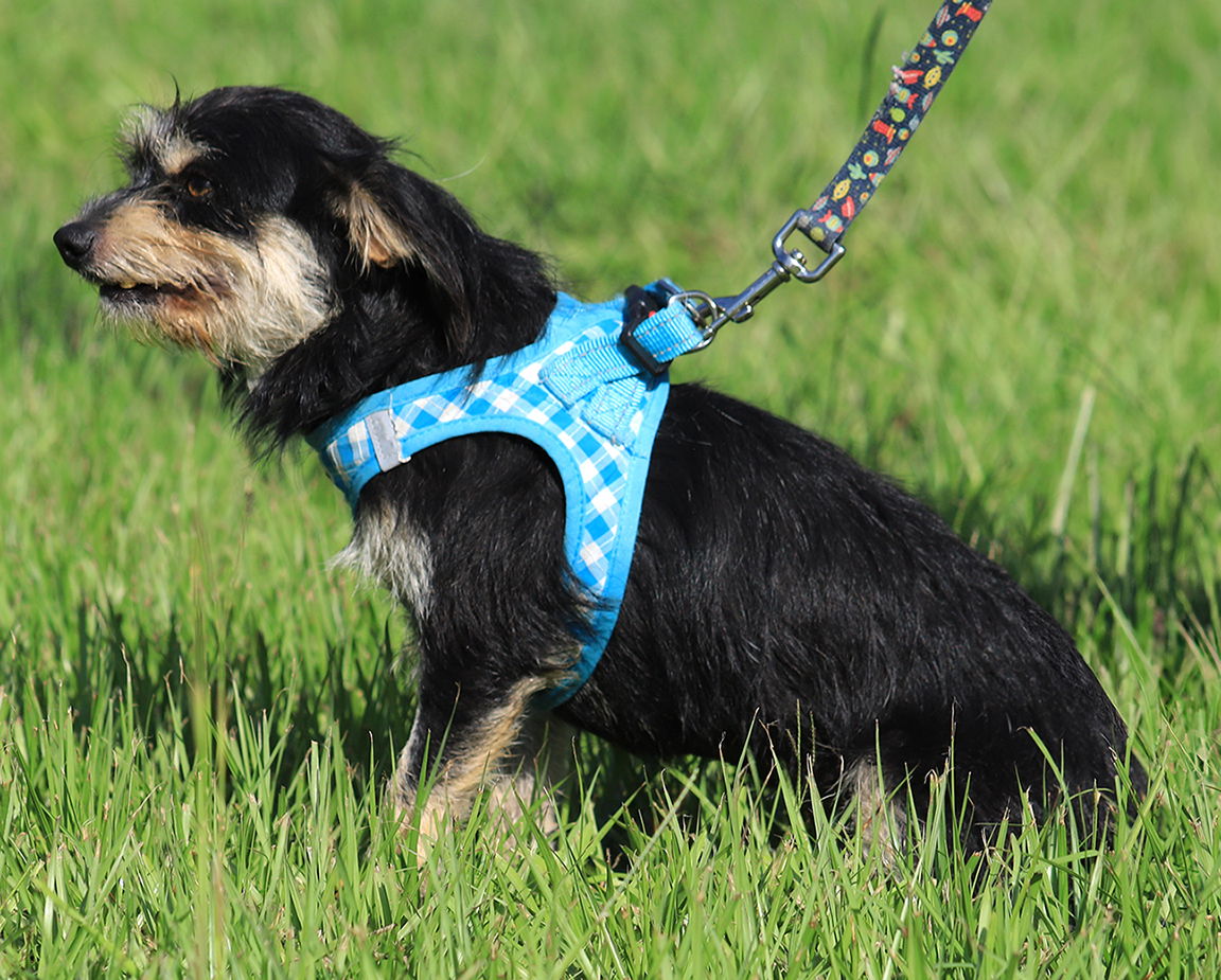 Ratty - Terrier