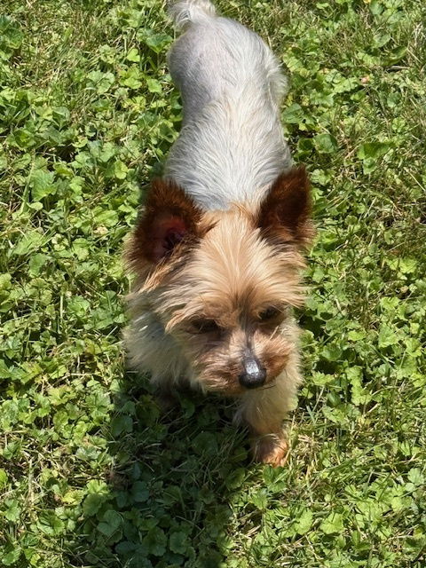 Spice - Yorkshire Terrier Yorkie