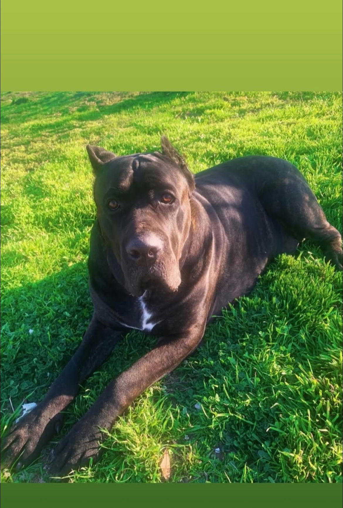 Gator GDP - Cane Corso Mastiff
