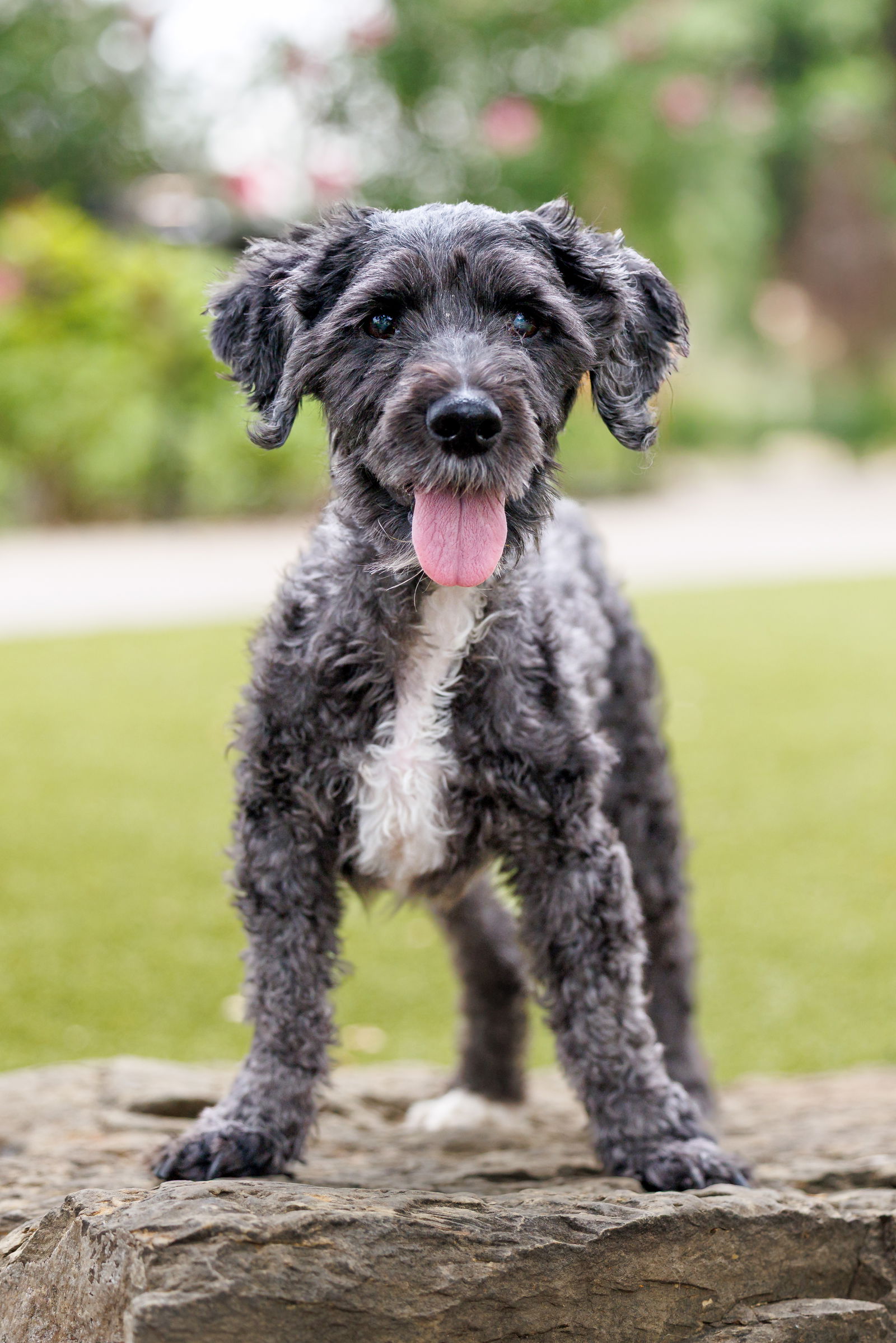 Lagoon - Poodle (Miniature)