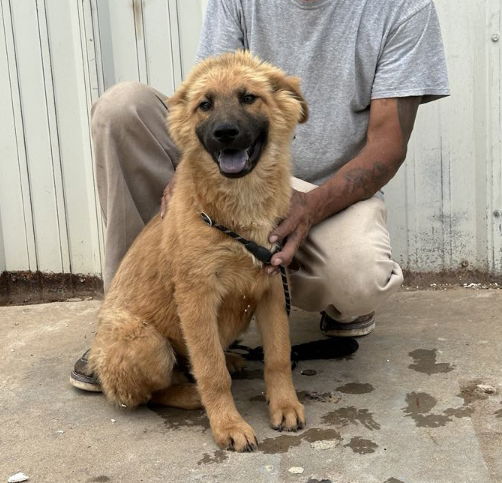 Pooh Bear - Chow Chow