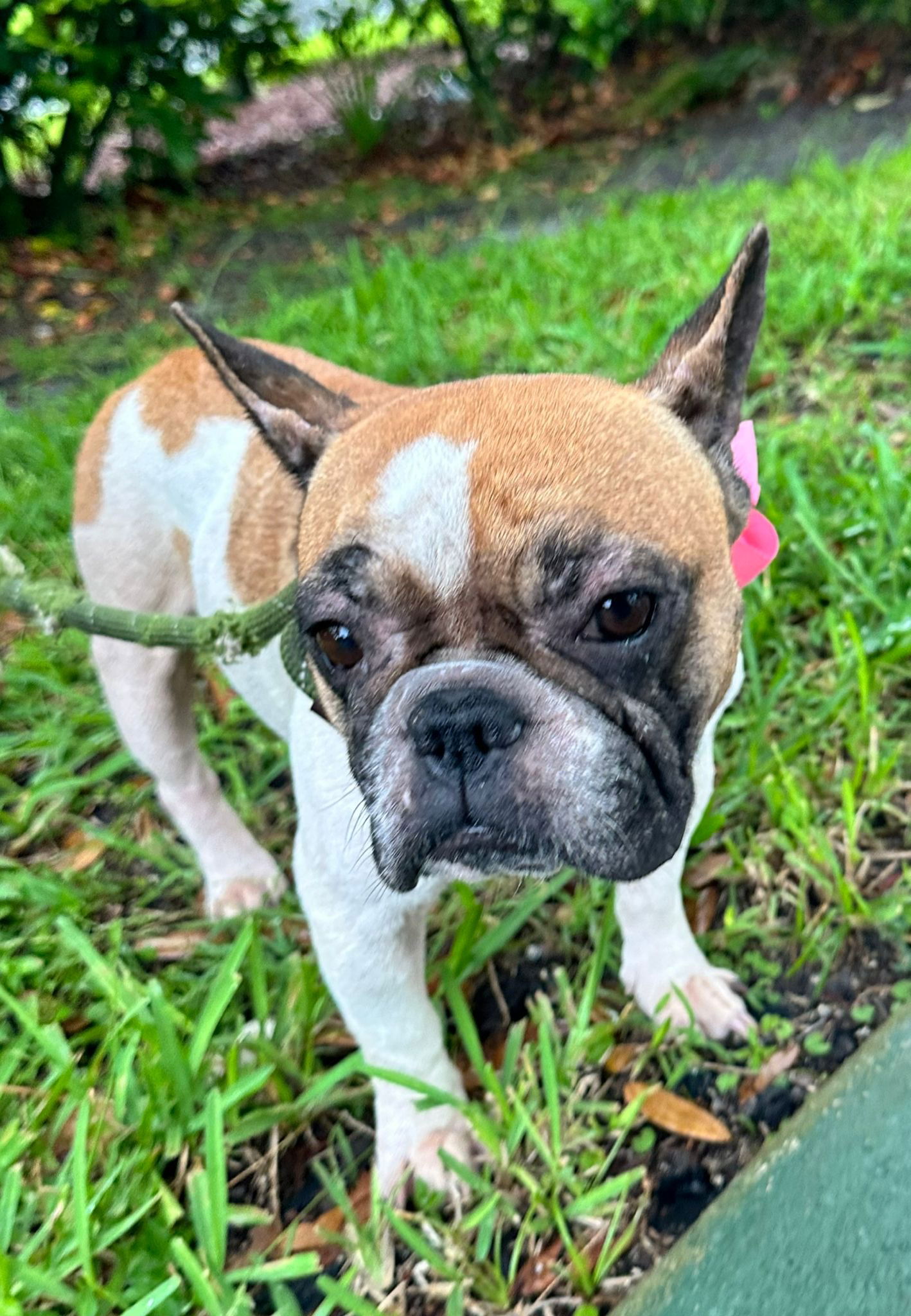 LANNA - French Bulldog