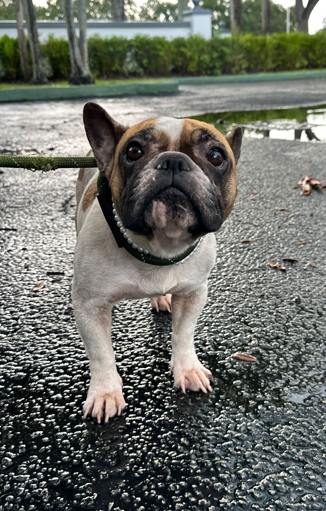 LANNA - French Bulldog