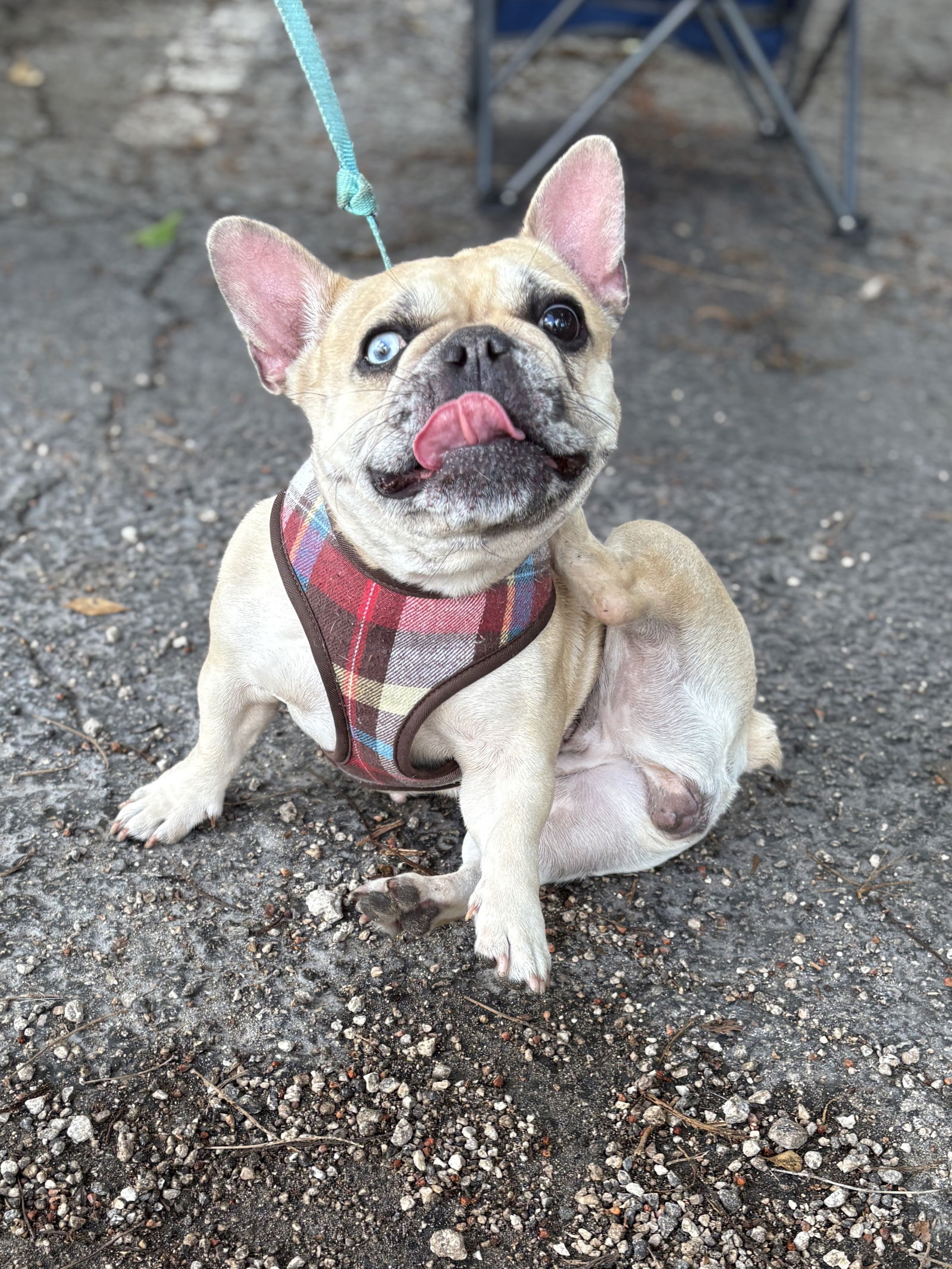 DIAMOND DOG - French Bulldog