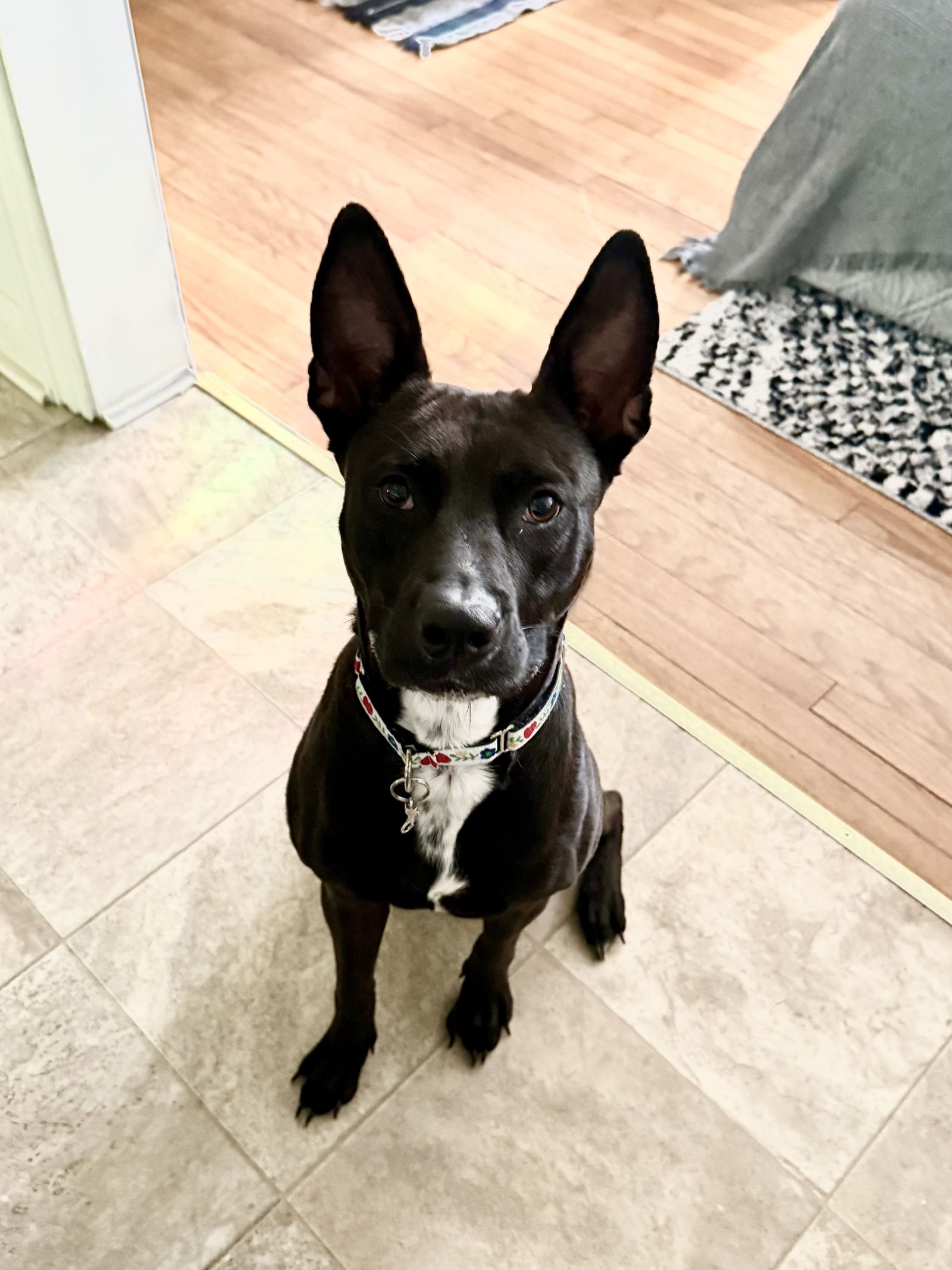 Darla - Shepherd