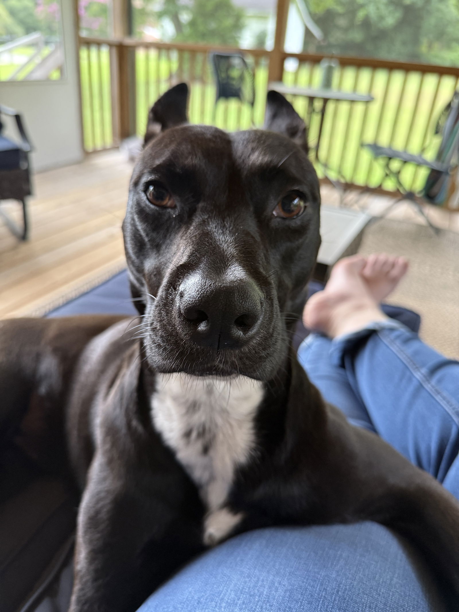 Darla - Shepherd