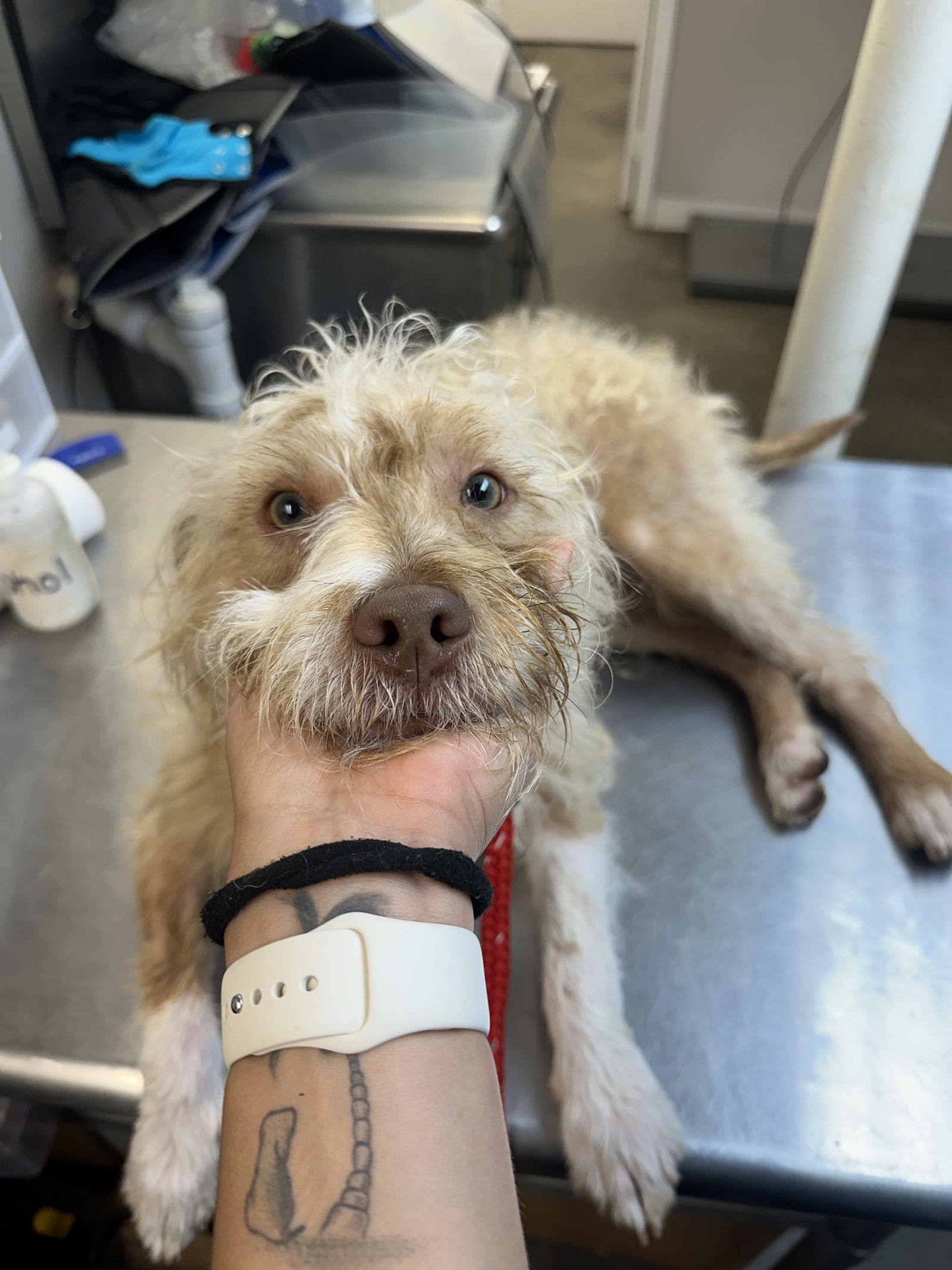 Rico NJ - Poodle (unknown type)