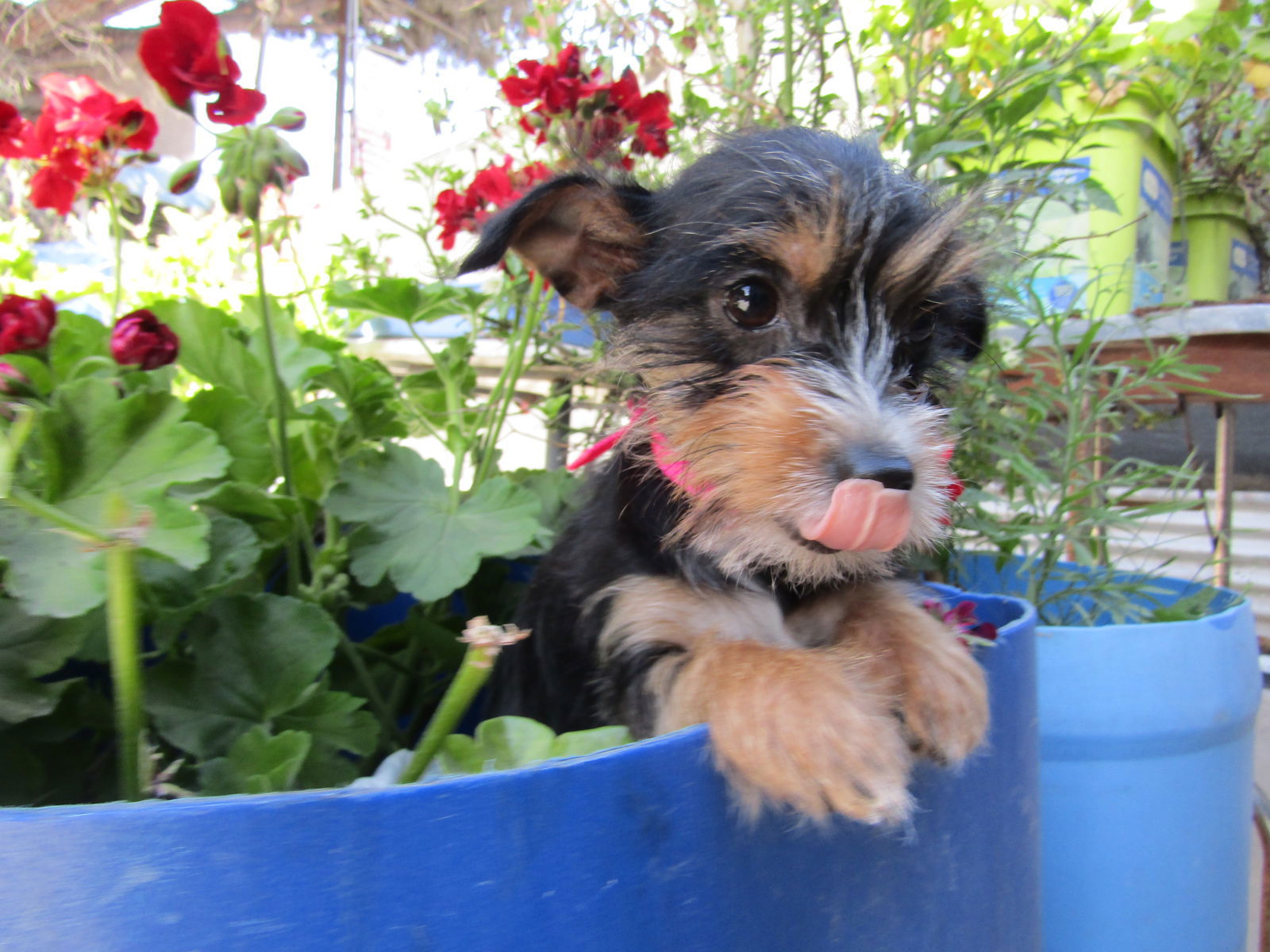 Bambii - Schnauzer