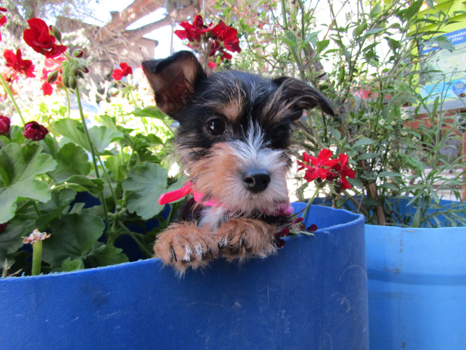 Bambii - Schnauzer