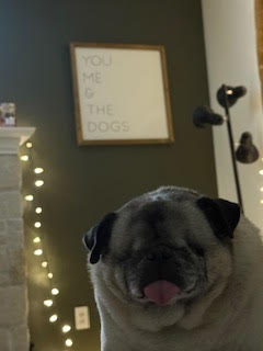 Bugsy - Pug