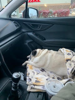 Bugsy - Pug