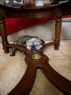 Lottie - Pug