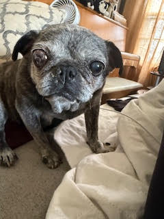 Lottie - Pug