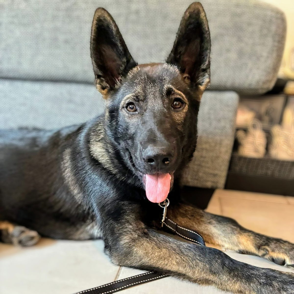 Tobias - German Shepherd Dog