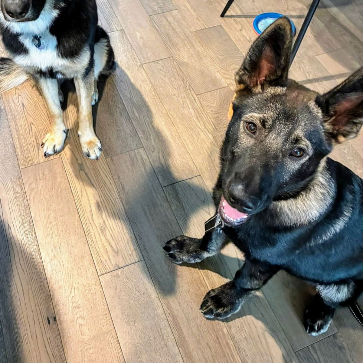 Tobias - German Shepherd Dog