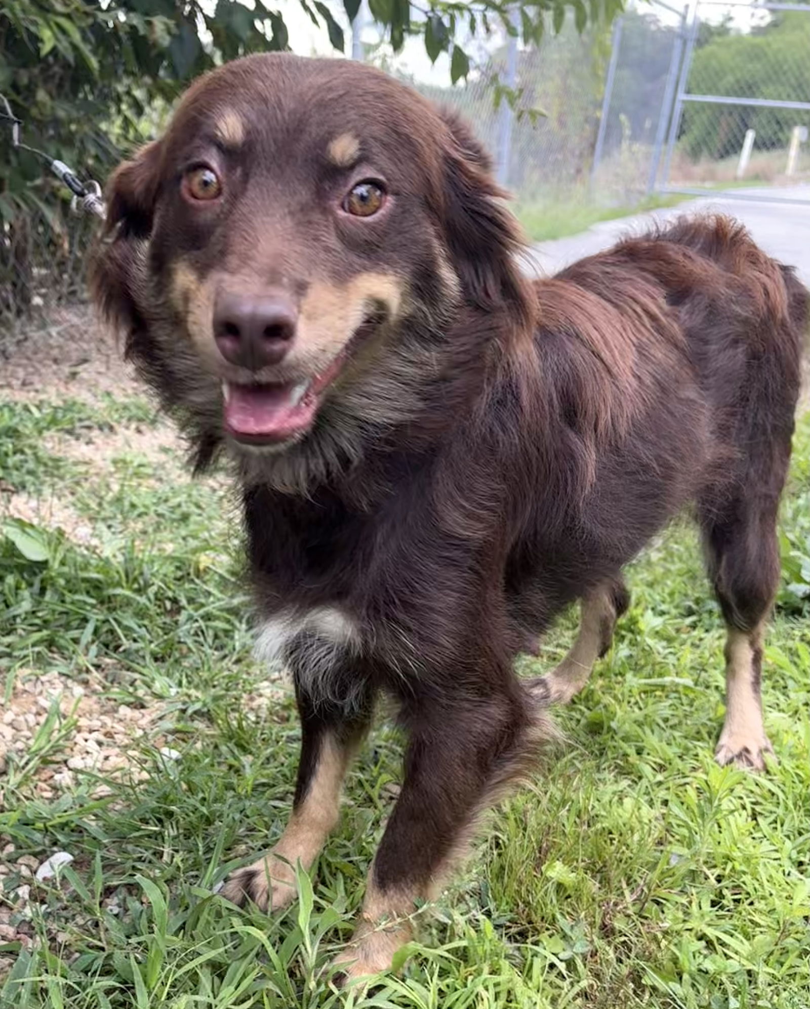 SWEETIE - Australian Shepherd