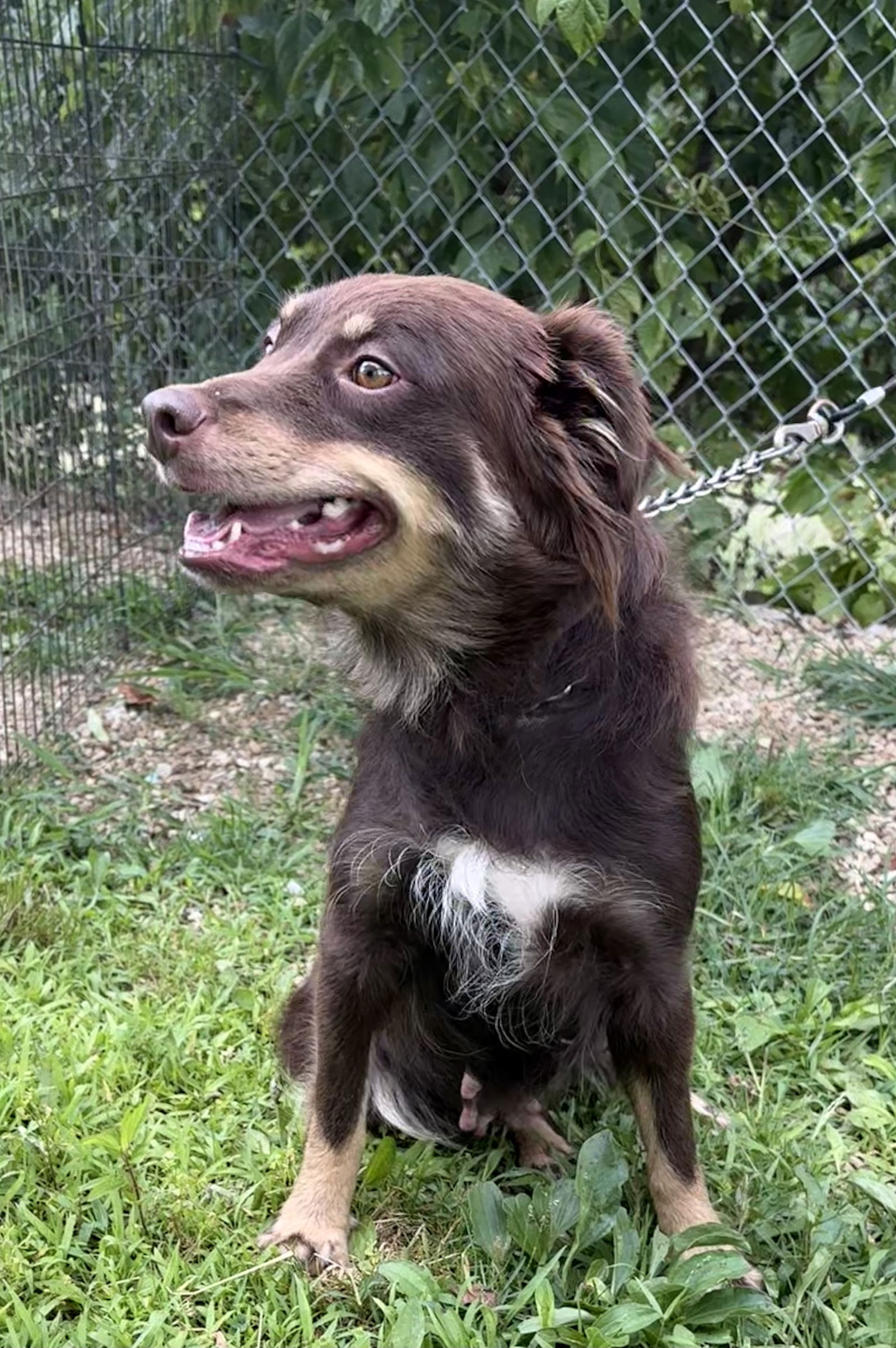 SWEETIE - Australian Shepherd