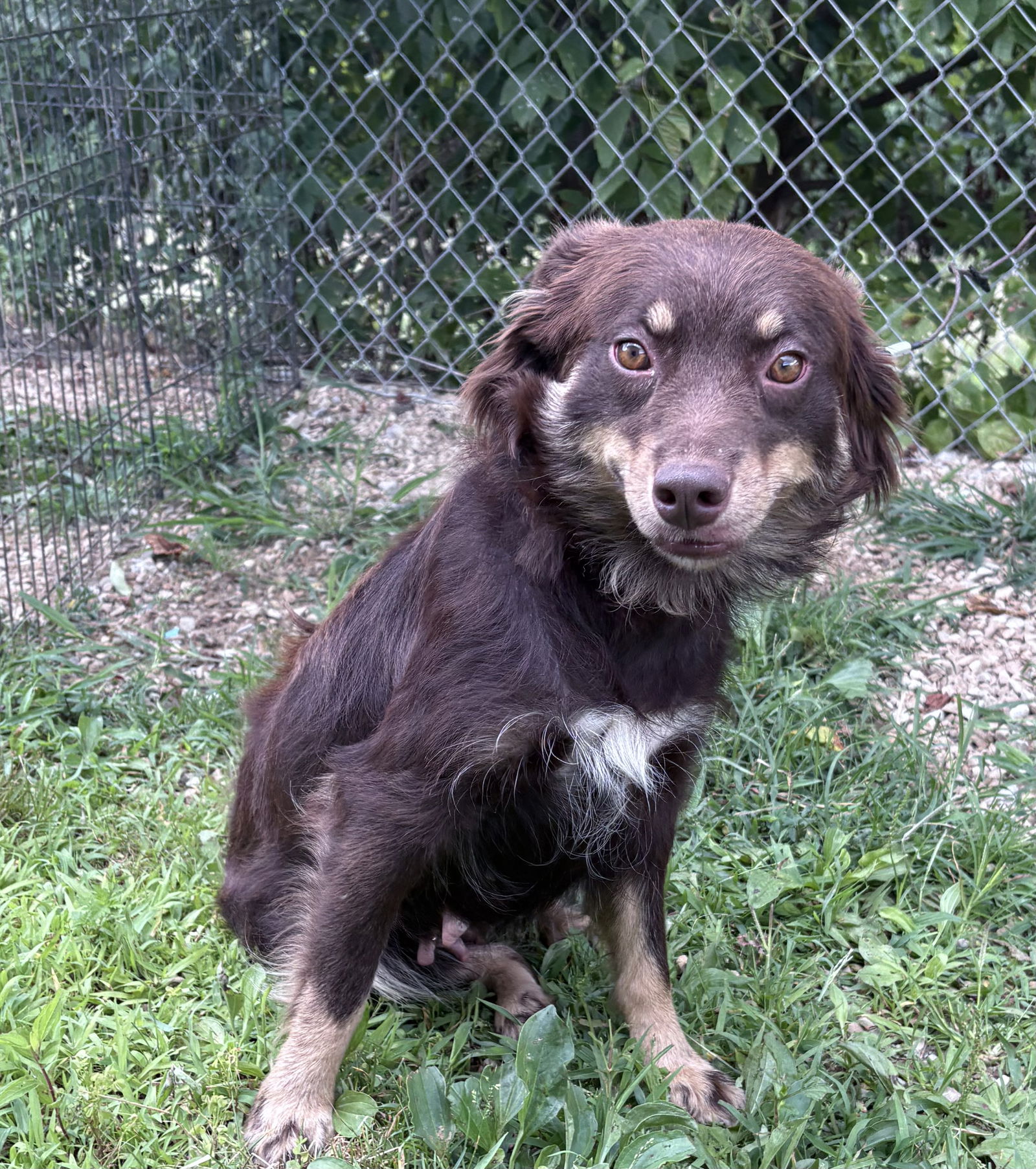 SWEETIE - Australian Shepherd