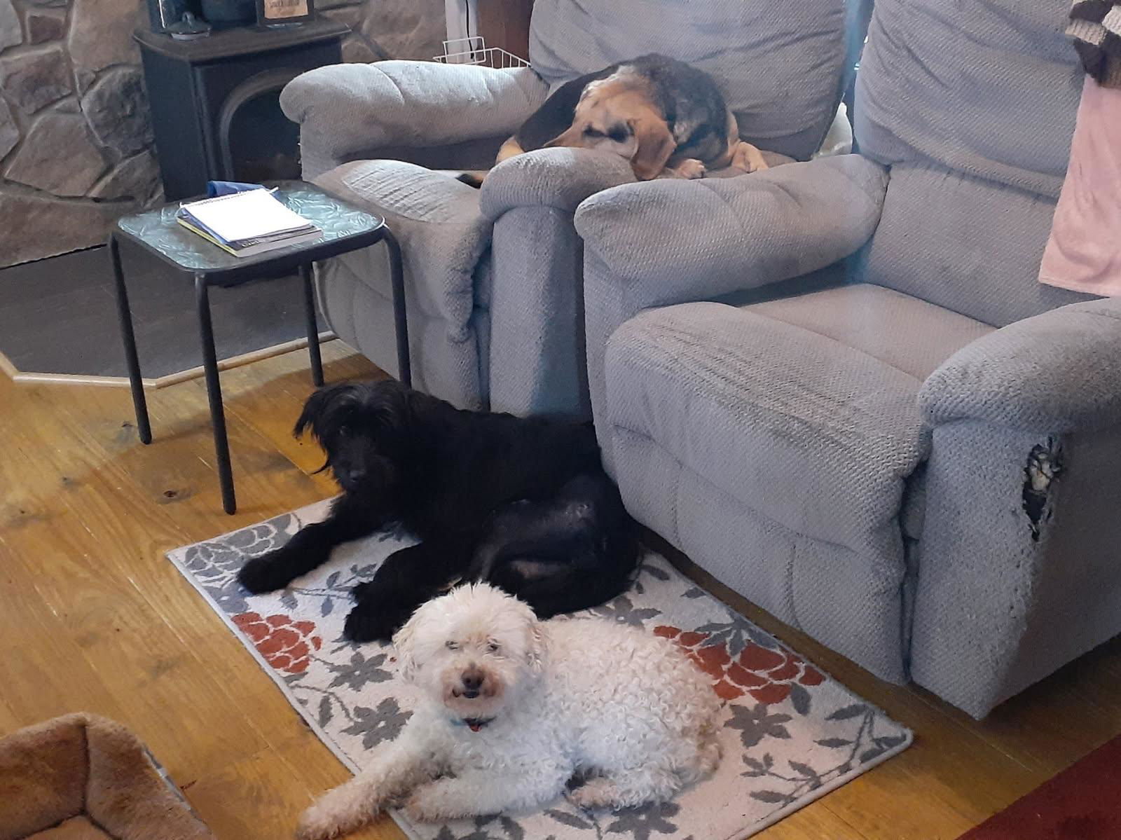 Twiggy (1yo,26lbs) - Scottish Terrier Scottie