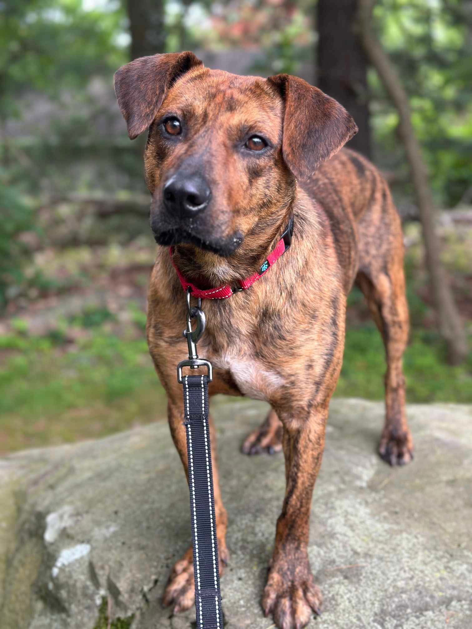 Thomas the Dad Cur (Foster needed) - Mountain Cur