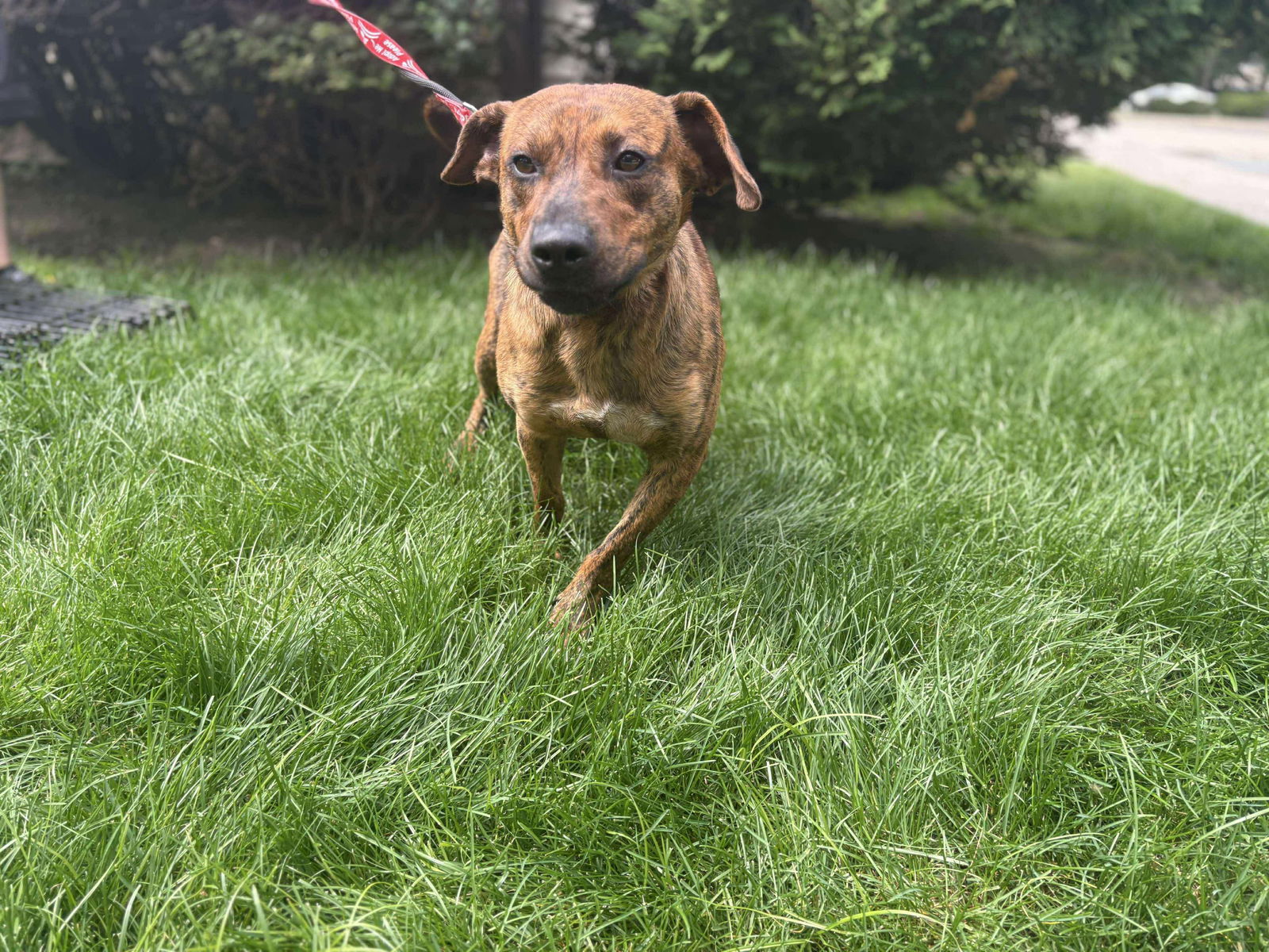 Thomas the Dad Cur (Foster needed) - Mountain Cur