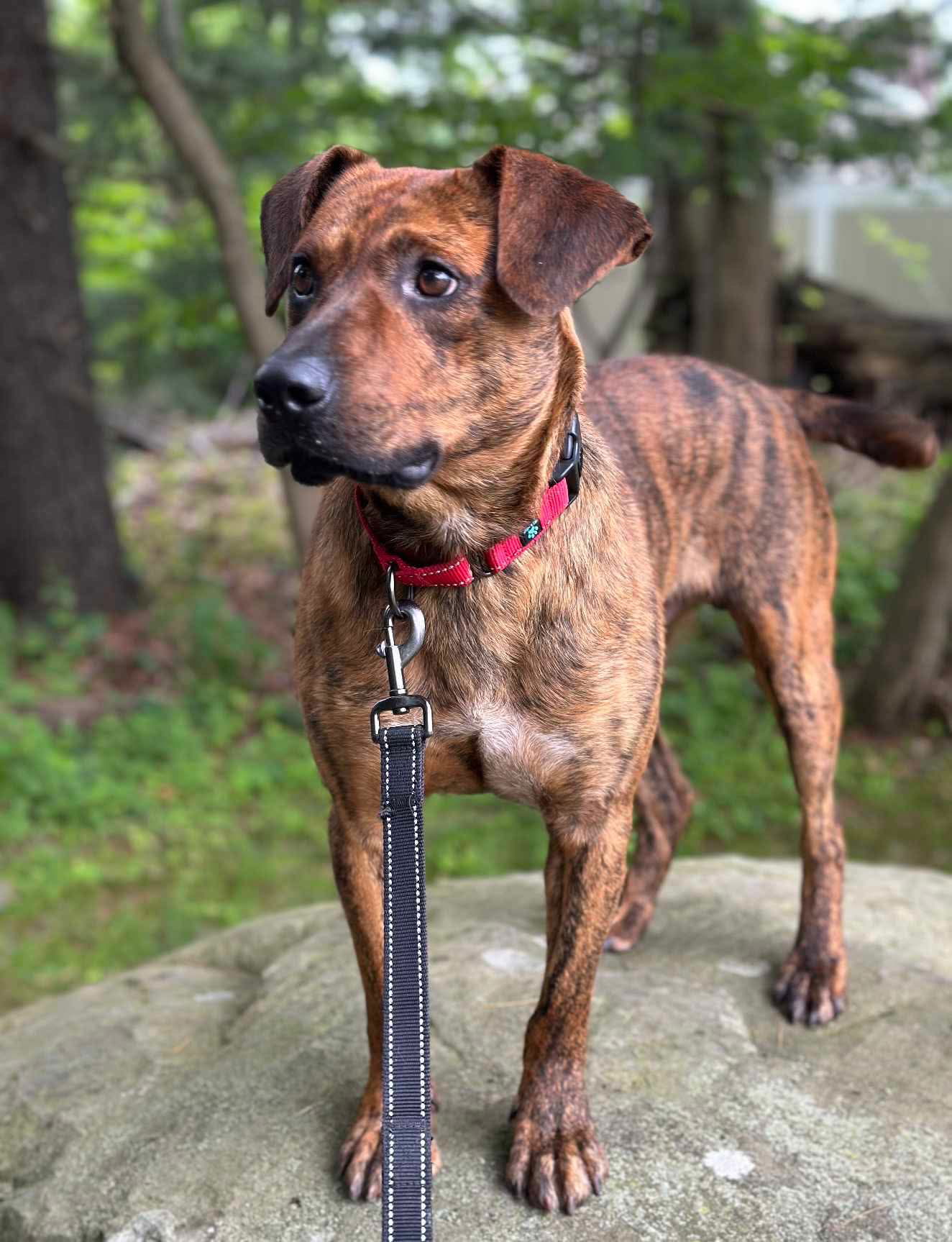 Thomas the Dad Cur (Foster needed) - Mountain Cur