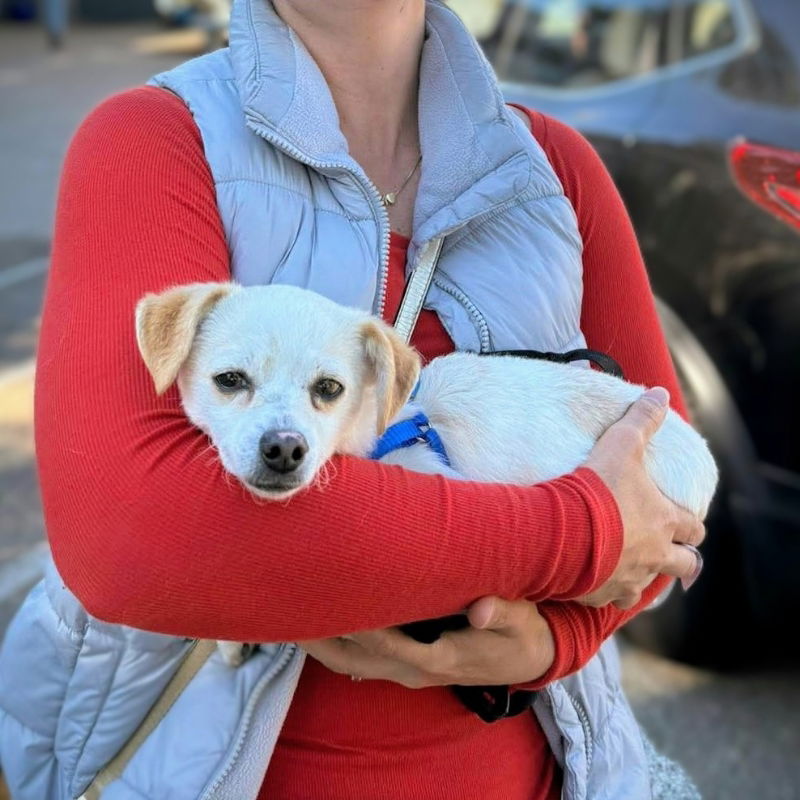 Belly - Chihuahua