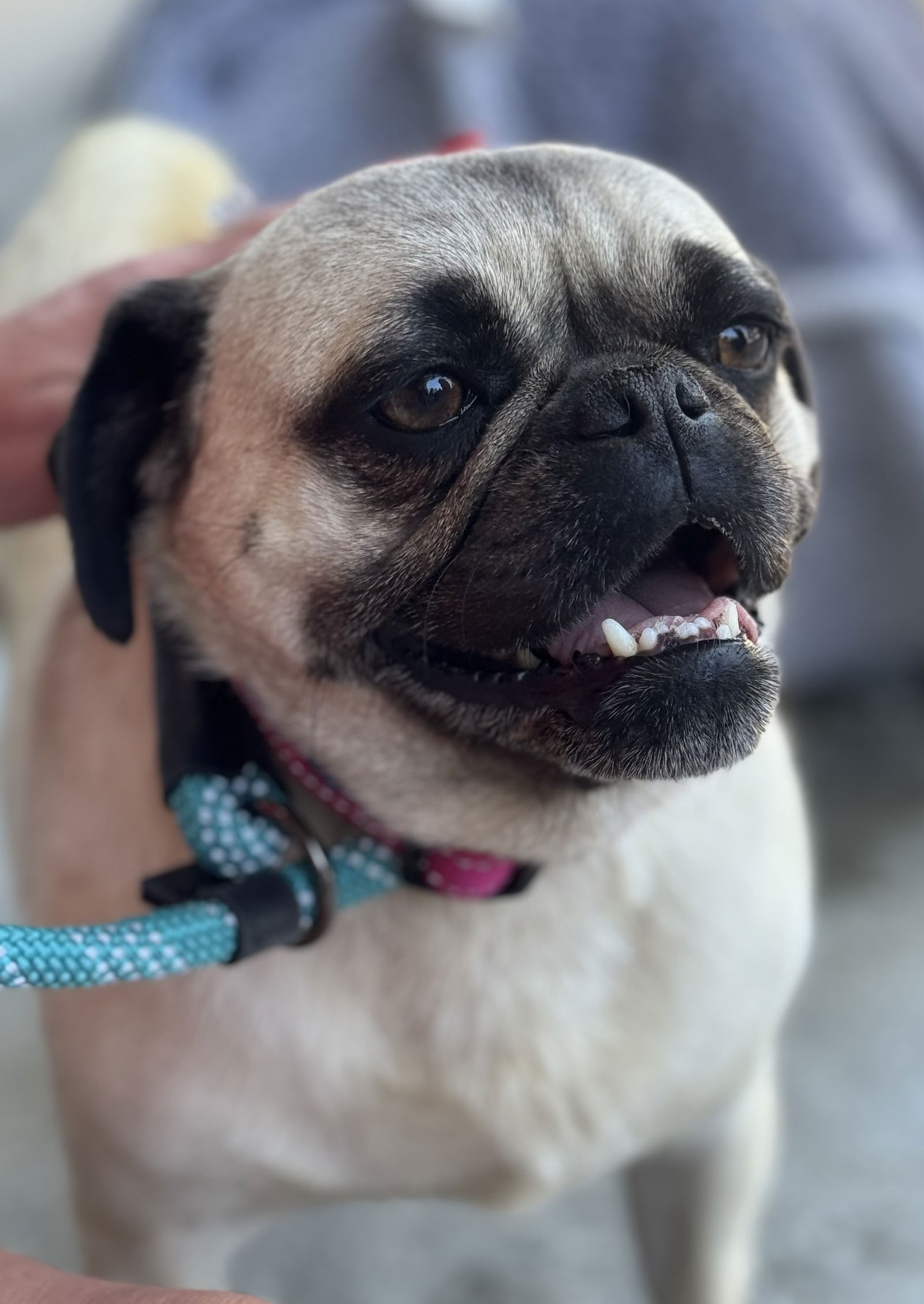 Big Martha - Pug
