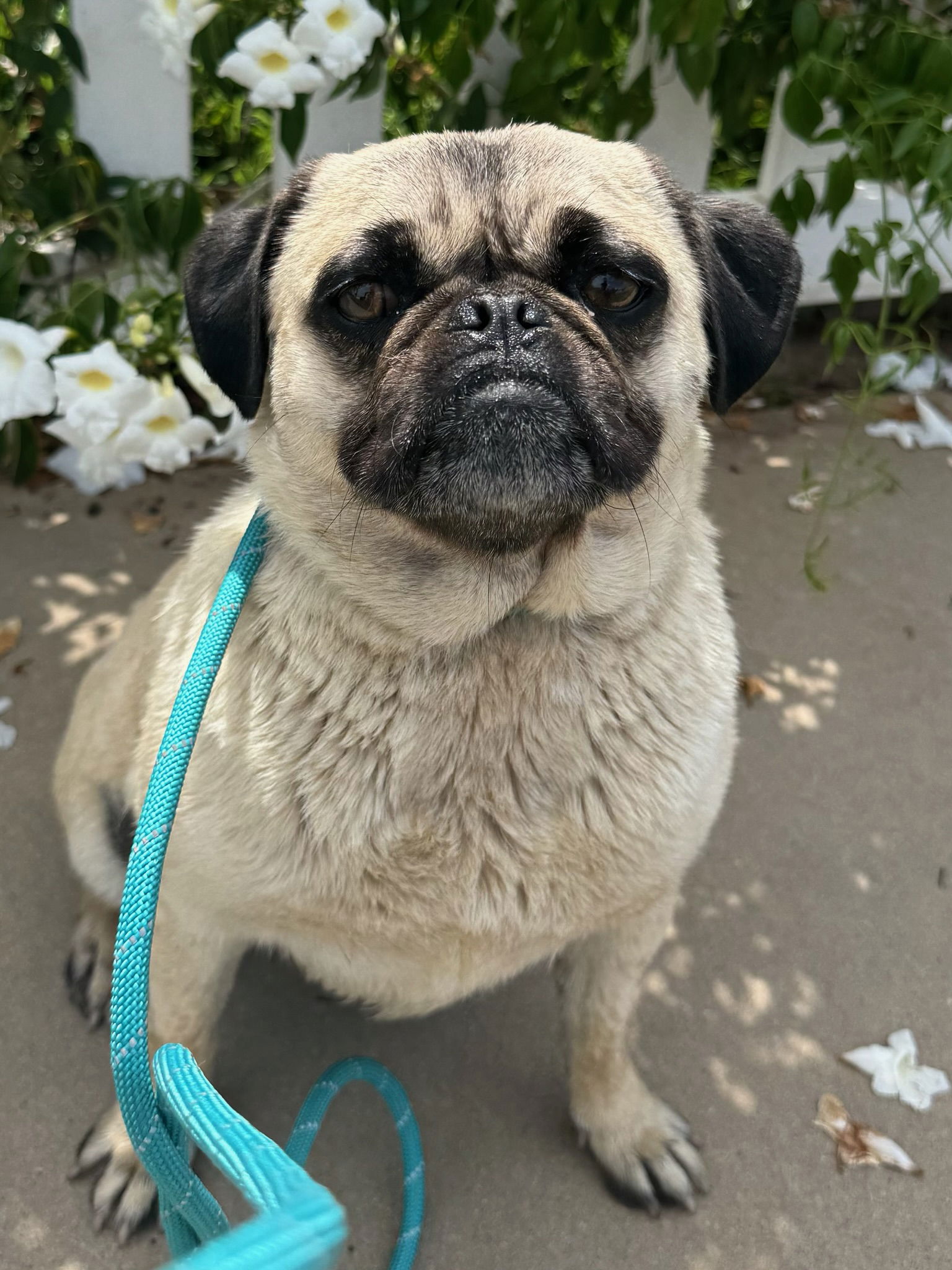 Big Martha - Pug