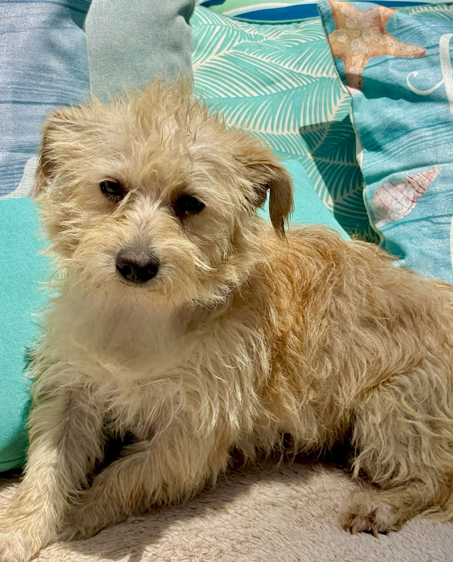 Popcorn - Cairn Terrier