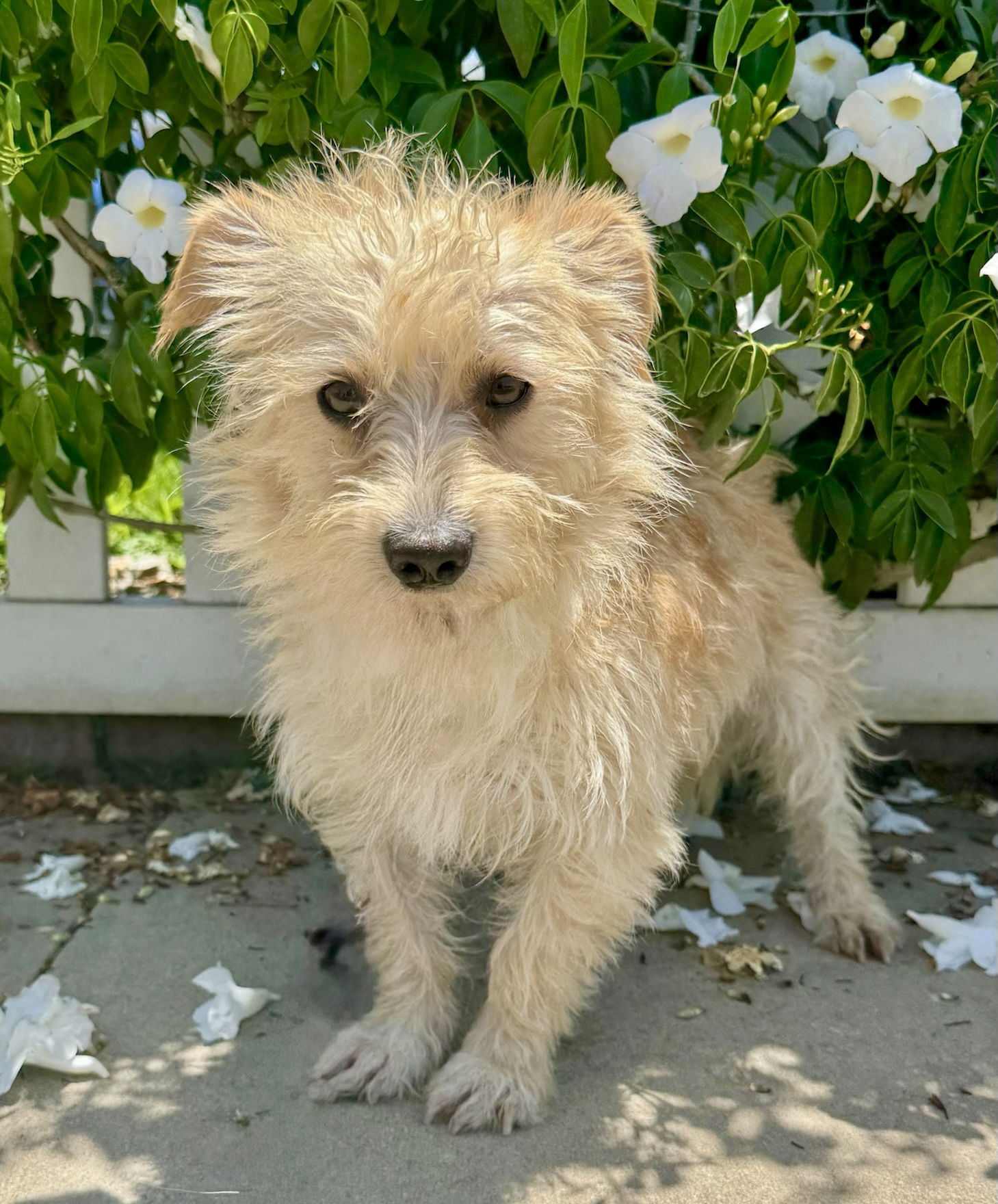 Popcorn - Cairn Terrier