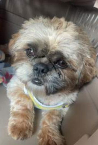 Maks - Shih Tzu