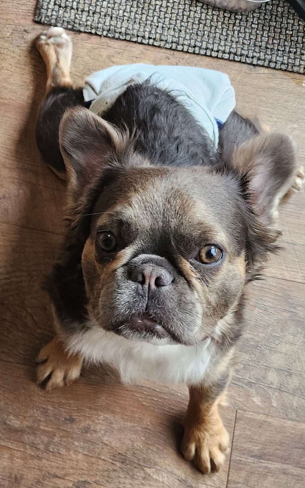 Nelly - French Bulldog